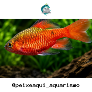 Barbo Cereja Macho Véu 2-4cm