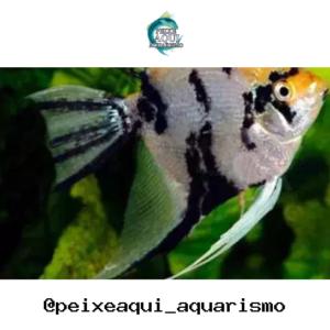 Acara Bandeira Mista – PQ