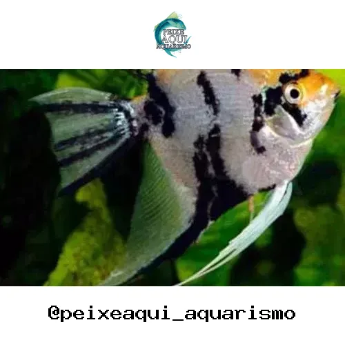 Acara Bandeira Mista – PQ