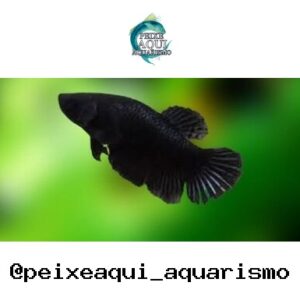 Betta Macho Preto – PADRÃO