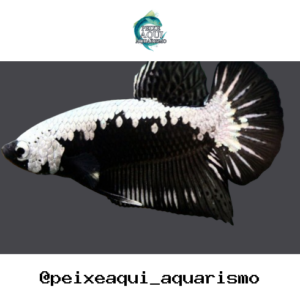 Betta Macho Plakat – PADRÃO