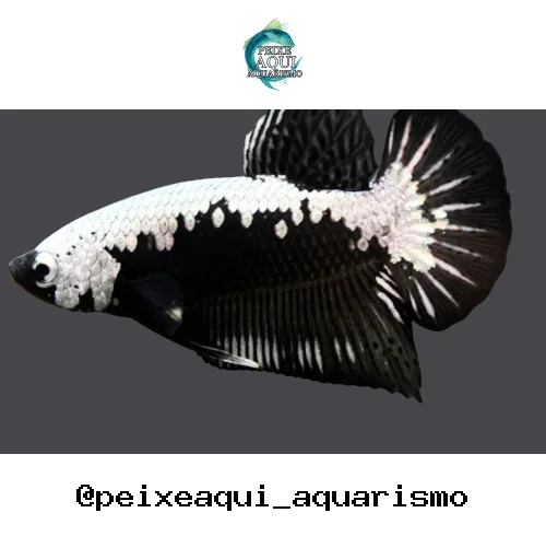 Betta Macho Plakat – PADRÃO