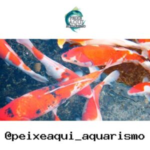 Carpa Comum – MD
