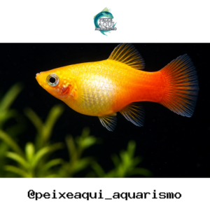 Plati Gold 2-4cm