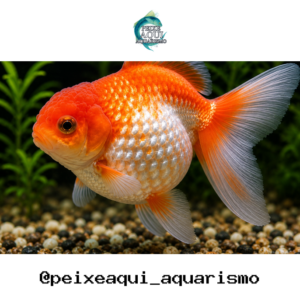 Kinguio Perola 3-6cm