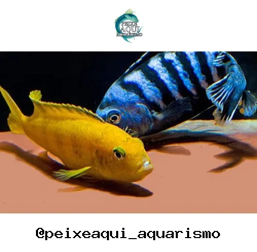 Saulose – 2-3 cm
