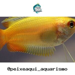 Colisa Sun Set – MD