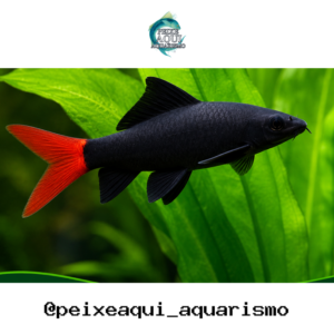Labeo Bicolor 3-6cm