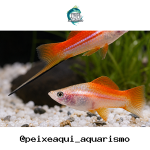 Espada Nanais 2-5cm