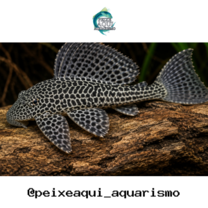 Cascudo Abacaxi 6-9cm