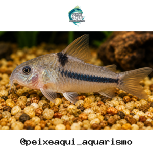 Corydora Nattereri 3-5cm