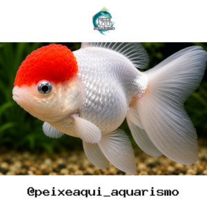 Kinguio Oranda Red Cap 3-6cm