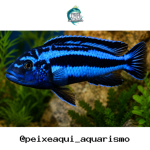 Auratus Azul 3-6cm
