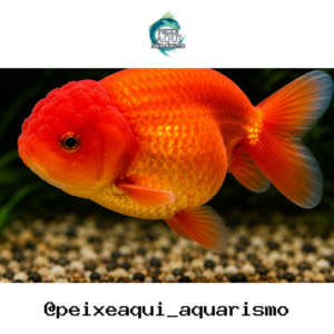 Kinguio Ranchu Red 3-6cm