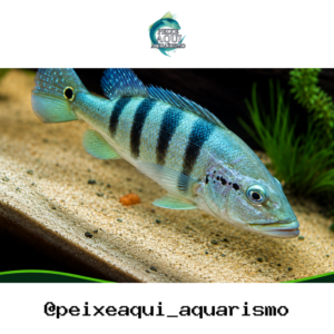 Tucunaré Azul 12-15cm