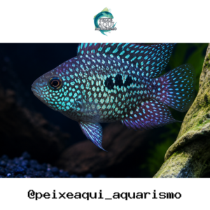 Texas Blue Balão 3-6cm