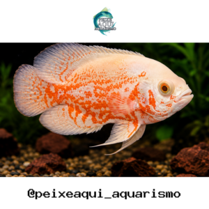 Oscar Red Tigre Albino 6-9cm