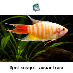 Paraíso Albino 3-6cm