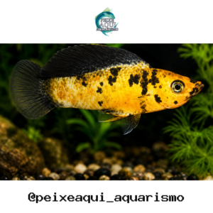 Molinesia Tigre 2-4cm