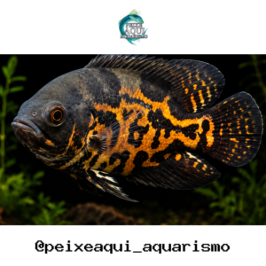 Oscar Red Tigre 9-12cm