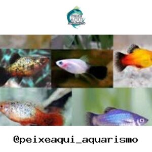 Plati Mix Cor 2-4cm
