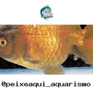 Kinguio Ranchum Misto – 3-5 cm
