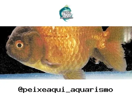 Kinguio Ranchum Misto – 3-5 cm