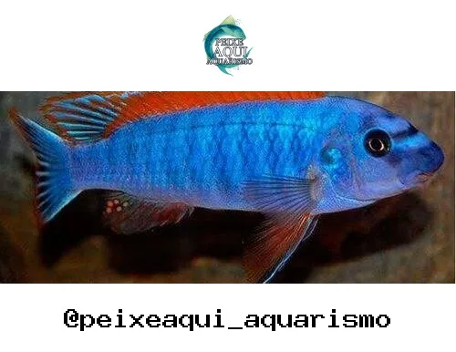 Tropheus Bemba Red – 5-7 cm