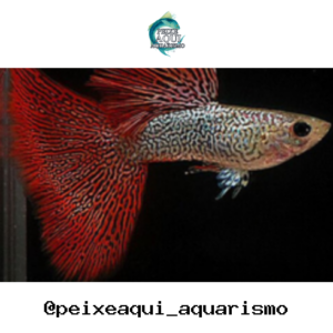 Lebiste Cereja (Casal) – MD
