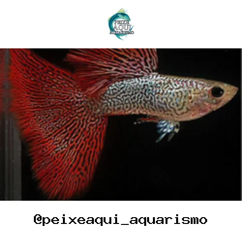 Lebiste Cereja (Casal) – MD