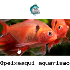 Tetra Mato Grosso Veu – 3-4 cm
