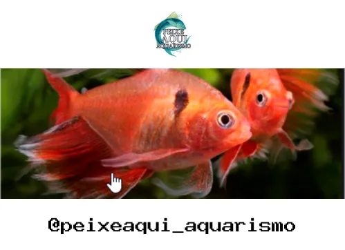 Tetra Mato Grosso Veu – 3-4 cm