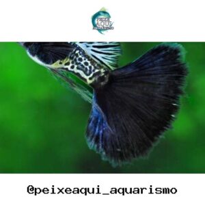 Lebiste Extra (Casal) – MATRIZ