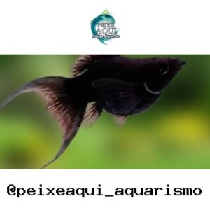 Molinesia Balao Preta Lira – MD
