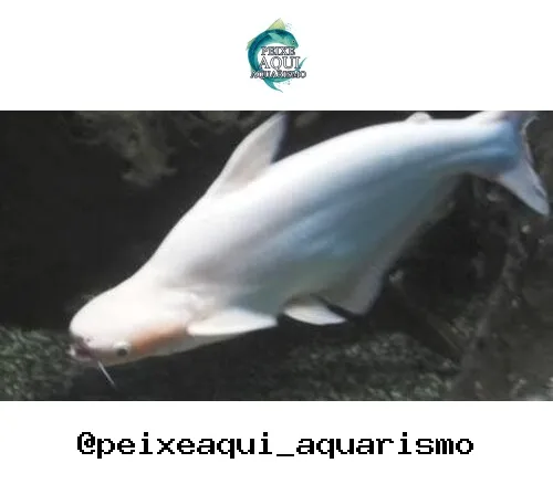 Pangassius Albino – 5 cm