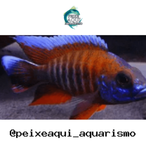 Aulonocara Eureka – 7-9 cm