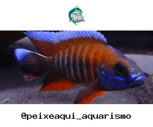Aulonocara Eureka – 7-9 cm