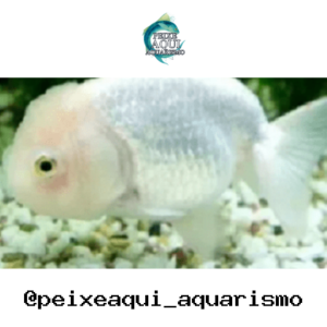 Kinguio Oranda Branco – MD
