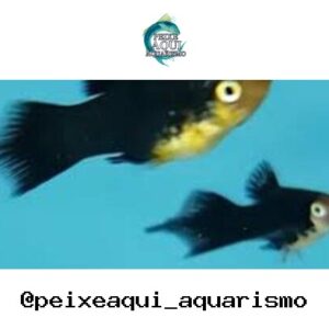 Plati Negro – MD