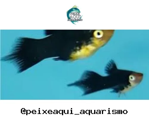 Plati Negro – MD