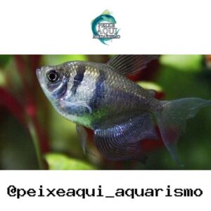 Tetra Negro – MD