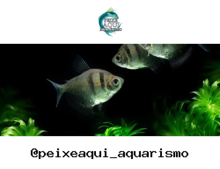 Tetra Neon Negro – 1-2 cm