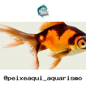 Telescópio Preto – PQ