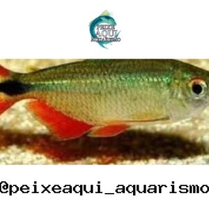 Tetra Enfermeirinha – 1-2 cm