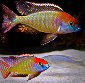Lethrinops Red Cap – 5-7 cm