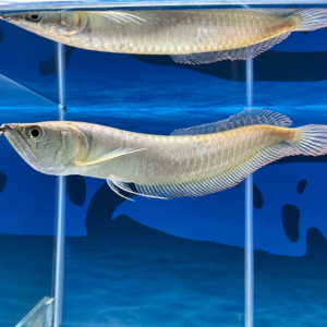 Aruanã Prata – 25-30 cm