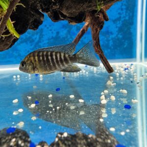 Aulonocara Mauluana 5–7 cm disponível para pronta entrega