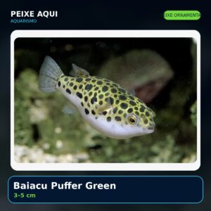 Baiacu Puffer Green 3–5 cm - peixe ornamental