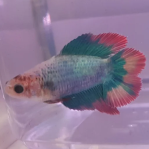 Betta Femea Cauda Dupla – PADRÃO