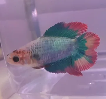 Betta Femea Cauda Dupla – PADRÃO